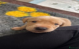Labrador Retriever dogs for sale: Labrador puppies  - Image 28