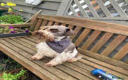 Miniature Poodle dogs for stud: CHOC/WHITE MINIATURE SCHNAUZER AT STUD in Coventry - Image 4