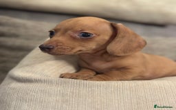 Miniature Dachshund dogs for sale: KC  miniature Daschund last boy available - Image 4