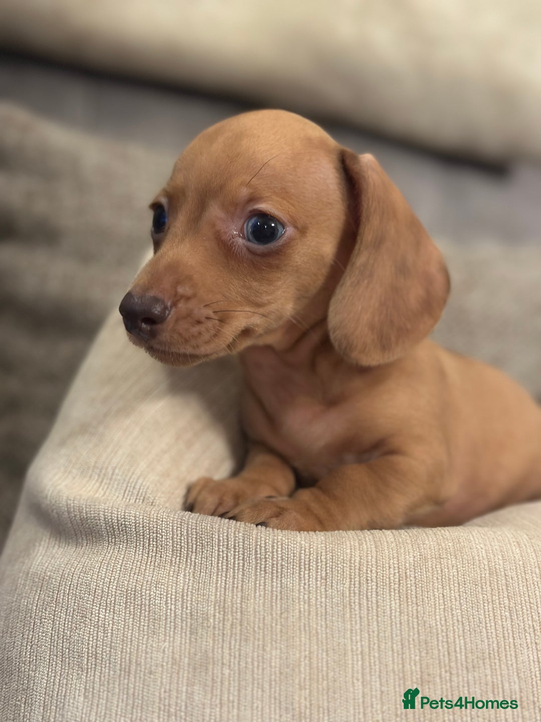 Miniature Dachshund dogs for sale: KC  miniature Daschund last boy available - Image 4