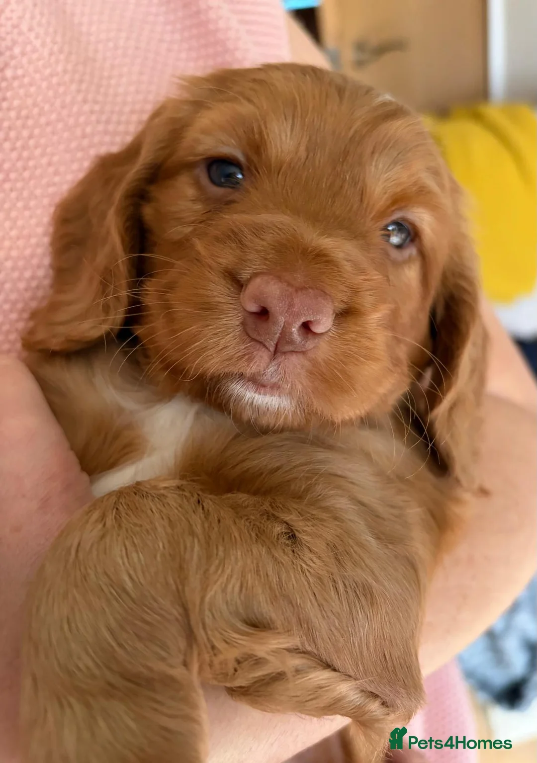 Cocker Spaniel dogs for sale: Adorable healthy Cocker Spaniel puppies - Advert 23