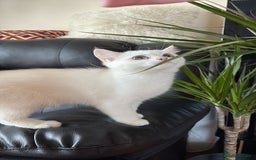 British Shorthair cats for sale: British shorthair last girl (price negotiable) - Image 7