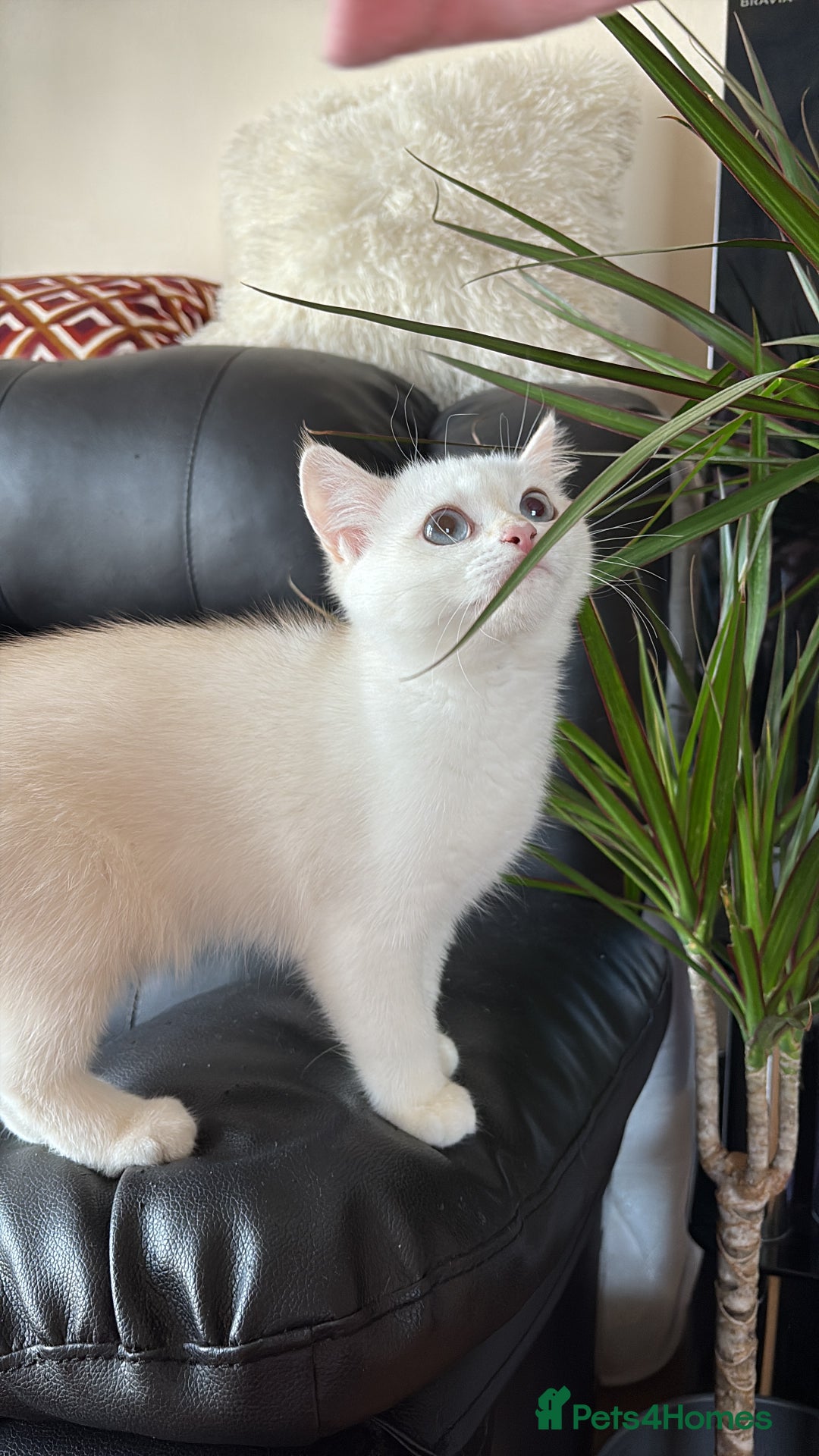 British Shorthair cats for sale: British shorthair last girl (price negotiable) - Image 7