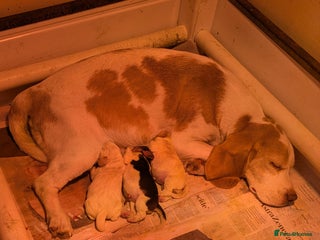 Beagle dogs Beagle male puppy - Advert 5