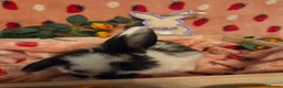 Mini Lop rabbits for sale: Last butterfly mini lop Doe - Advert 6