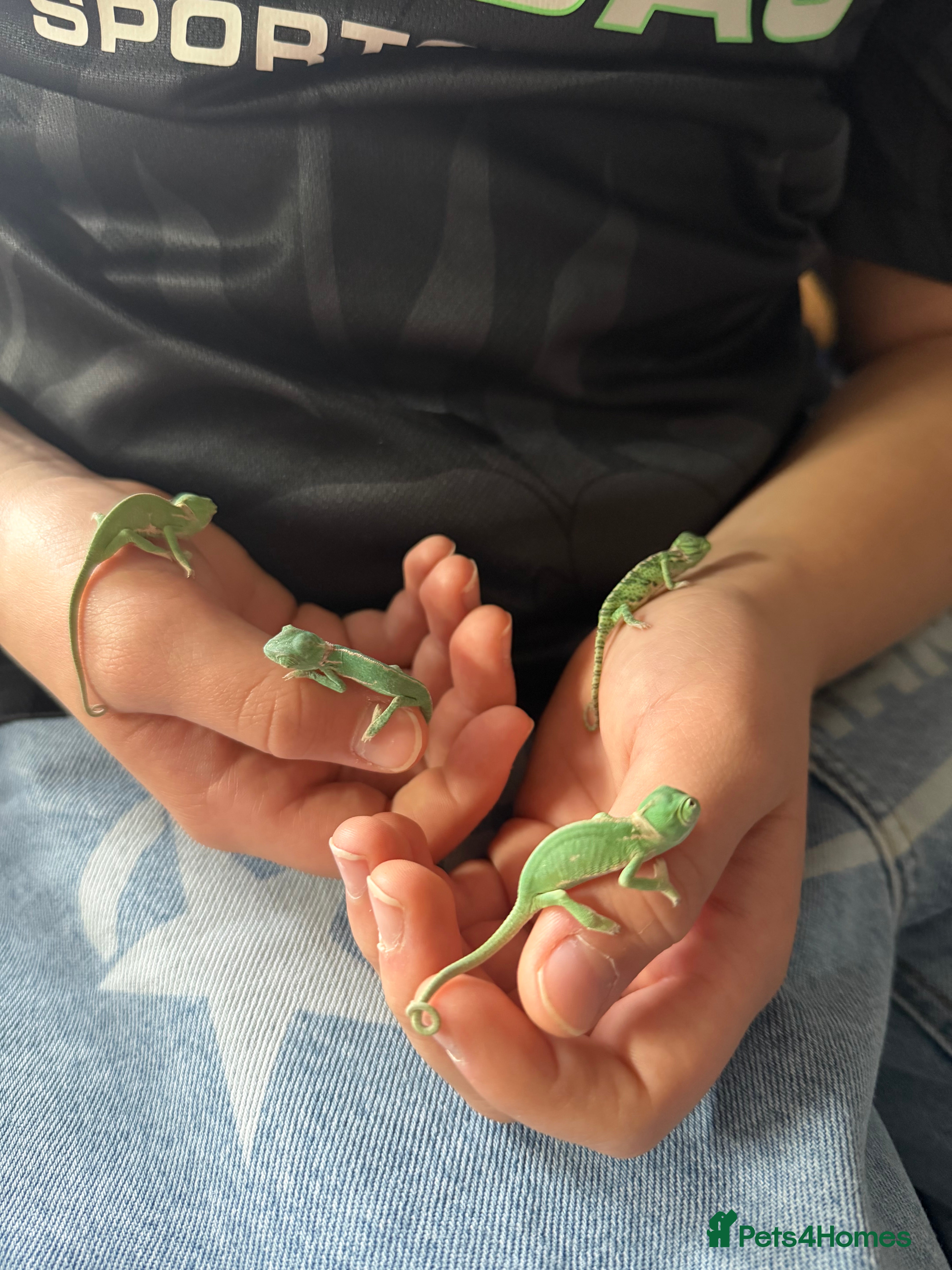 Chameleon reptiles Baby Yemen Chameleons - Advert 2