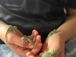 Chameleon reptiles Baby Yemen Chameleons - Advert 3