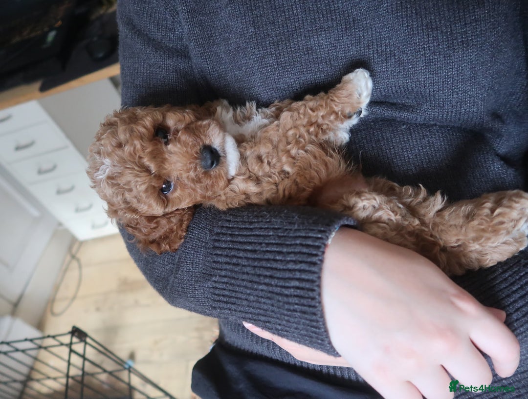 Cockapoo dogs for sale: Very unique Asian Toy Cockerpoos - Image 11