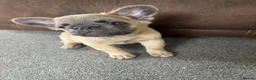 French Bulldog dogs for sale: 🐾💕 TWO GORGEOUS FLUFFY FRENCH BULLDOGS 💕🐾 - Advert 5
