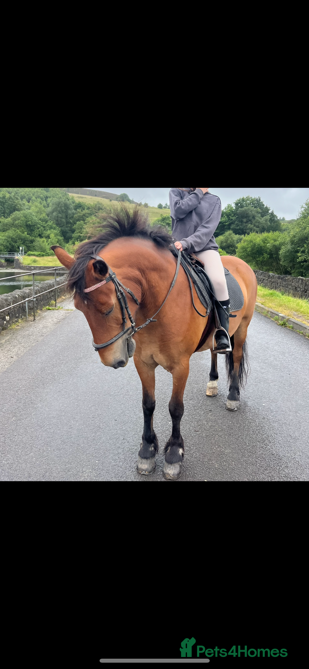 Other Breed horses for sale: Looking for new home  - Advert 1