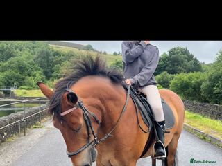 Other Breed horses Looking for new home - Advert 1