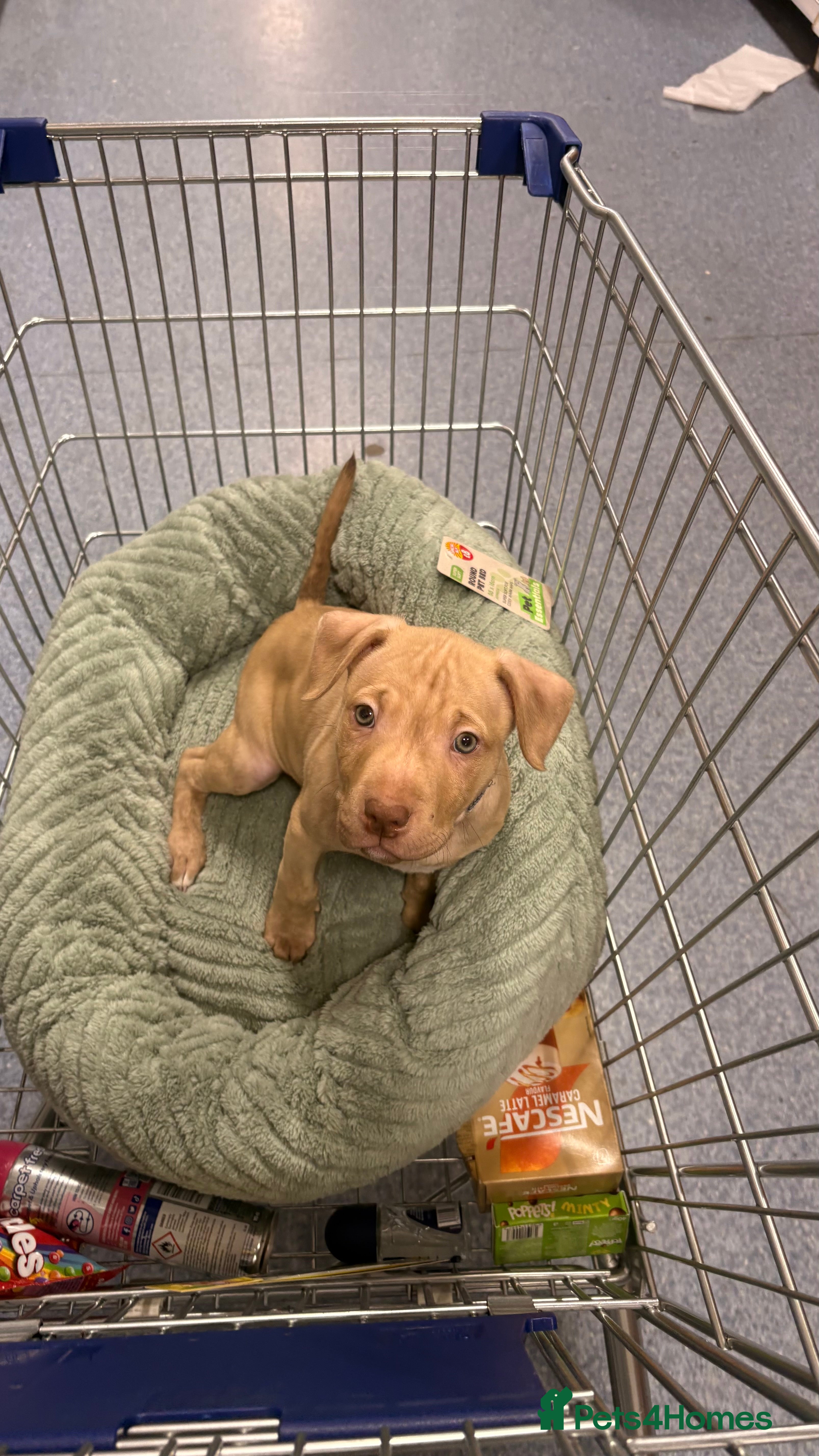 American Bull Staffy dogs 1 beautiful male puppy available - Advert 3