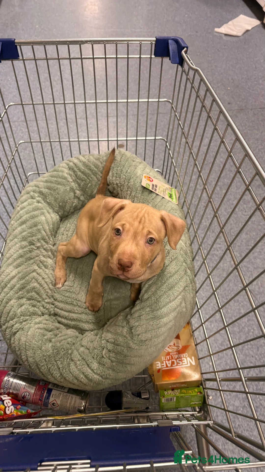 American Bull Staffy dogs for sale: 1 beautiful male puppy available - Advert 1