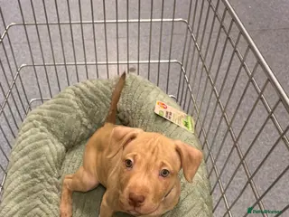 American Bull Staffy dogs 1 beautiful male puppy available - Advert 3