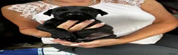 Great Dane dogs for sale: 2 girls left Great Dane puppys - Advert 11
