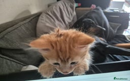 Domestic Shorthair cats for sale: Kittens for sale - Image 2