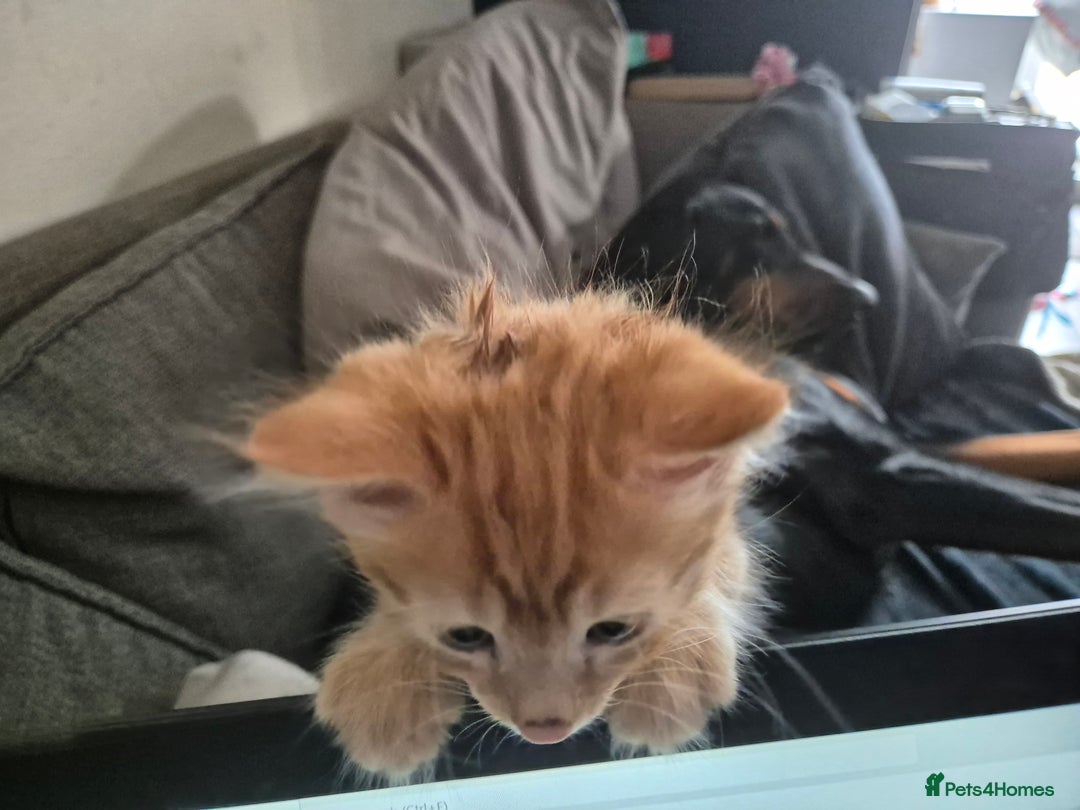 Domestic Shorthair cats for sale: Kittens for sale - Image 2