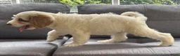 Australian Labradoodle dogs for sale: Multi-Gen Australian Labradoodle Puppies - Advert 24