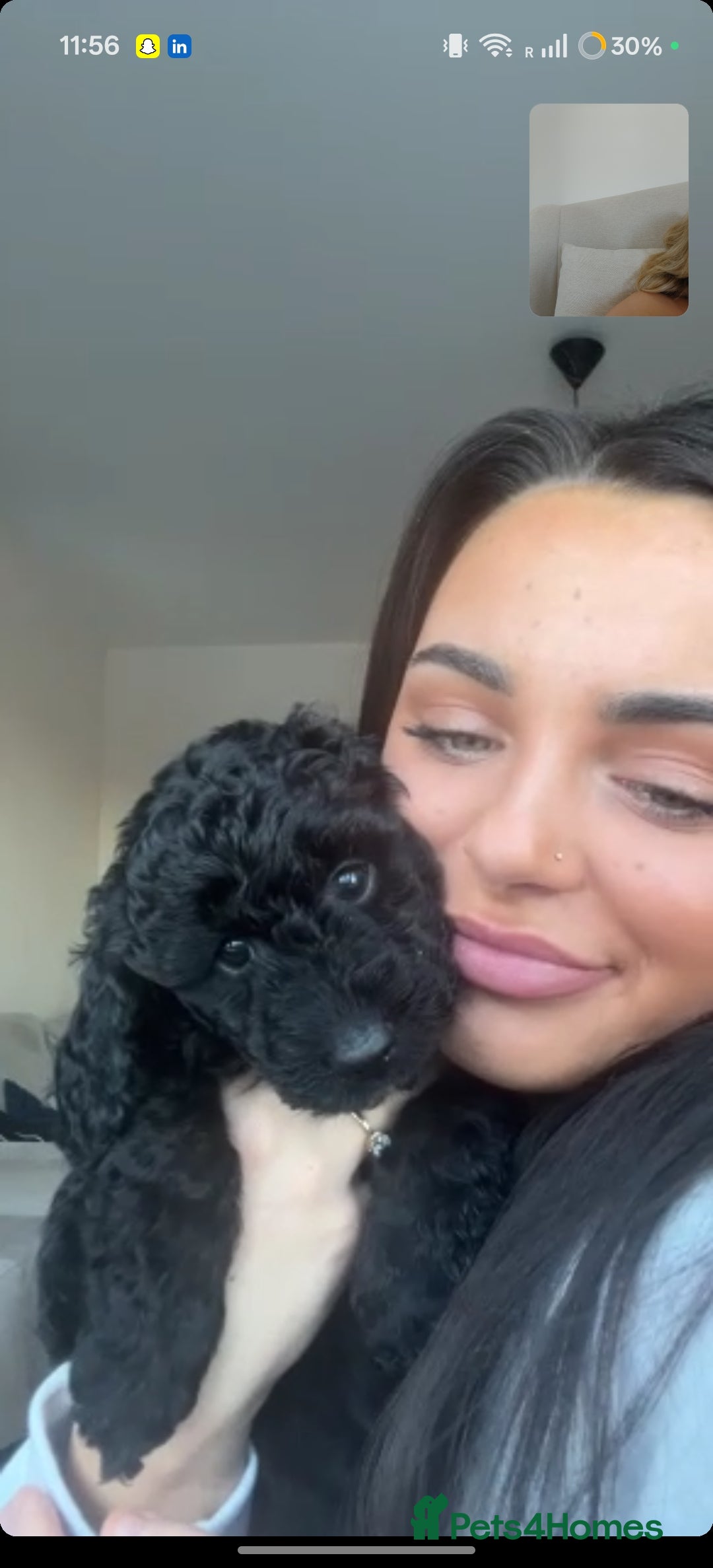 Cockapoo dogs F1 Cockapoo Puppies – 6 Newborn Pups - Advert 10