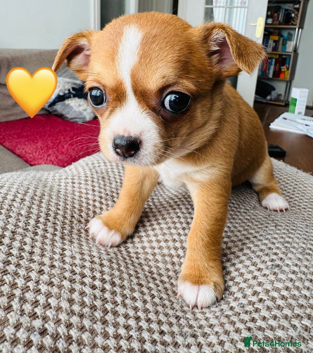Chihuahua dogs for sale: Gorgeous Chihuahua Pups-only yellow girl left🐶💛 - Image 11