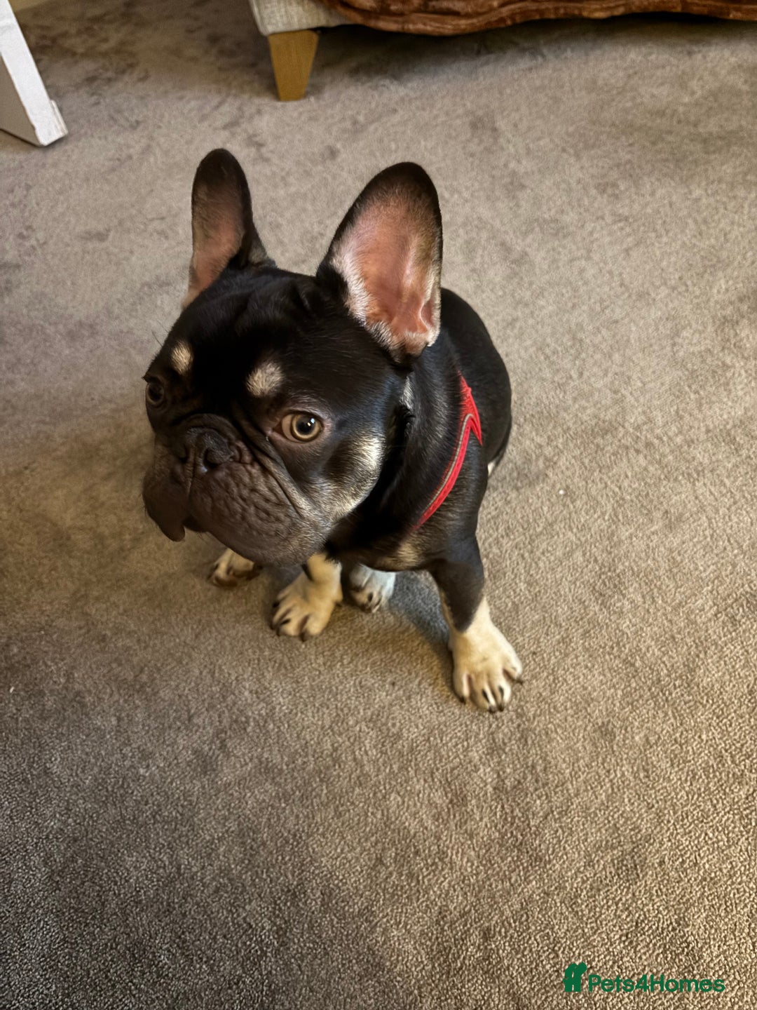 French Bulldog dogs for sale: Beautiful Health Checked French bulldog  - Image 10