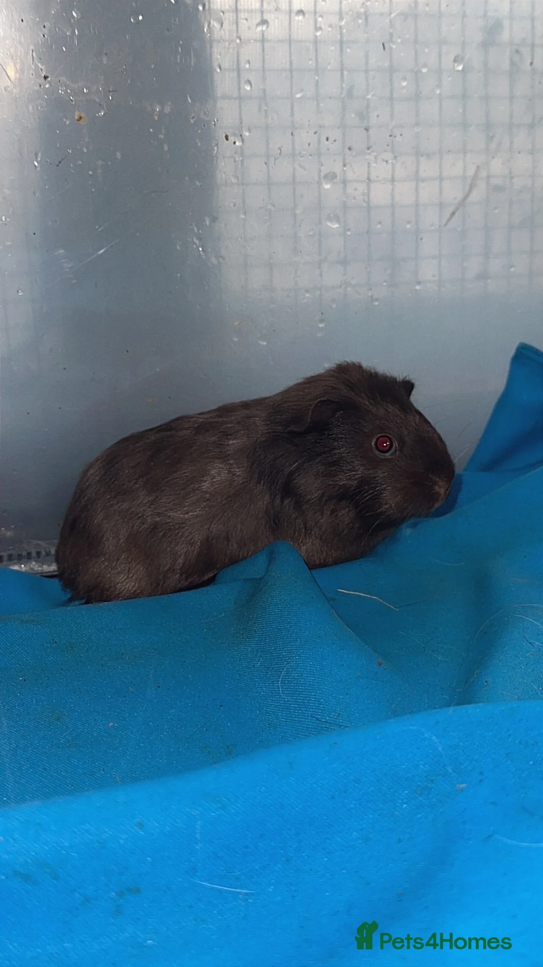 Guinea Pig rodents for sale: Guniea pigs  - Advert 14