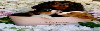 Cavalier King Charles Spaniel 3