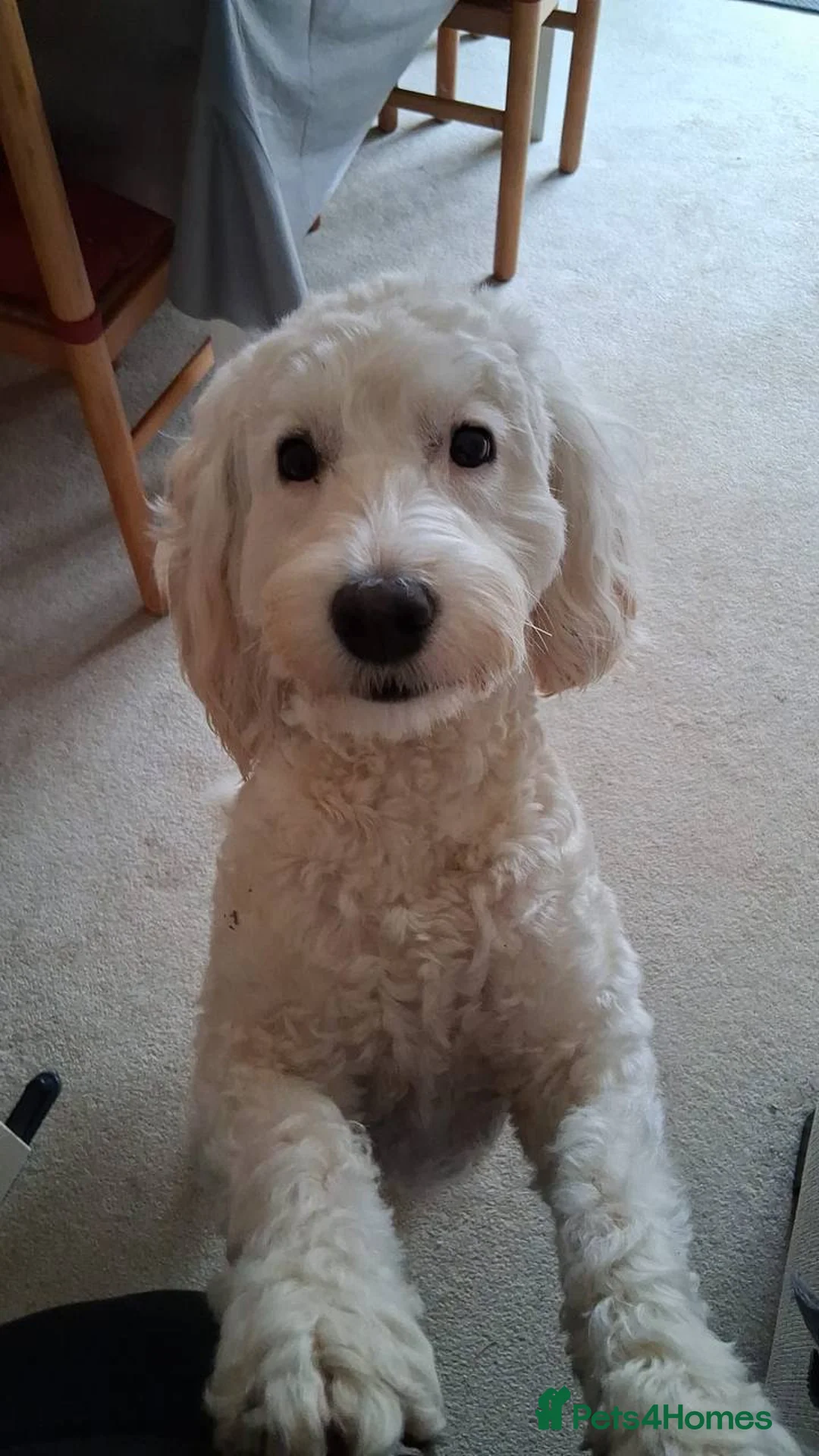 Cockapoo dogs for sale: Beloved 18 month F1 female Cockapoo for sale - Advert 1