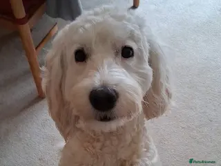 Cockapoo dogs Beloved 18 month F1 female Cockapoo for sale - Advert 7