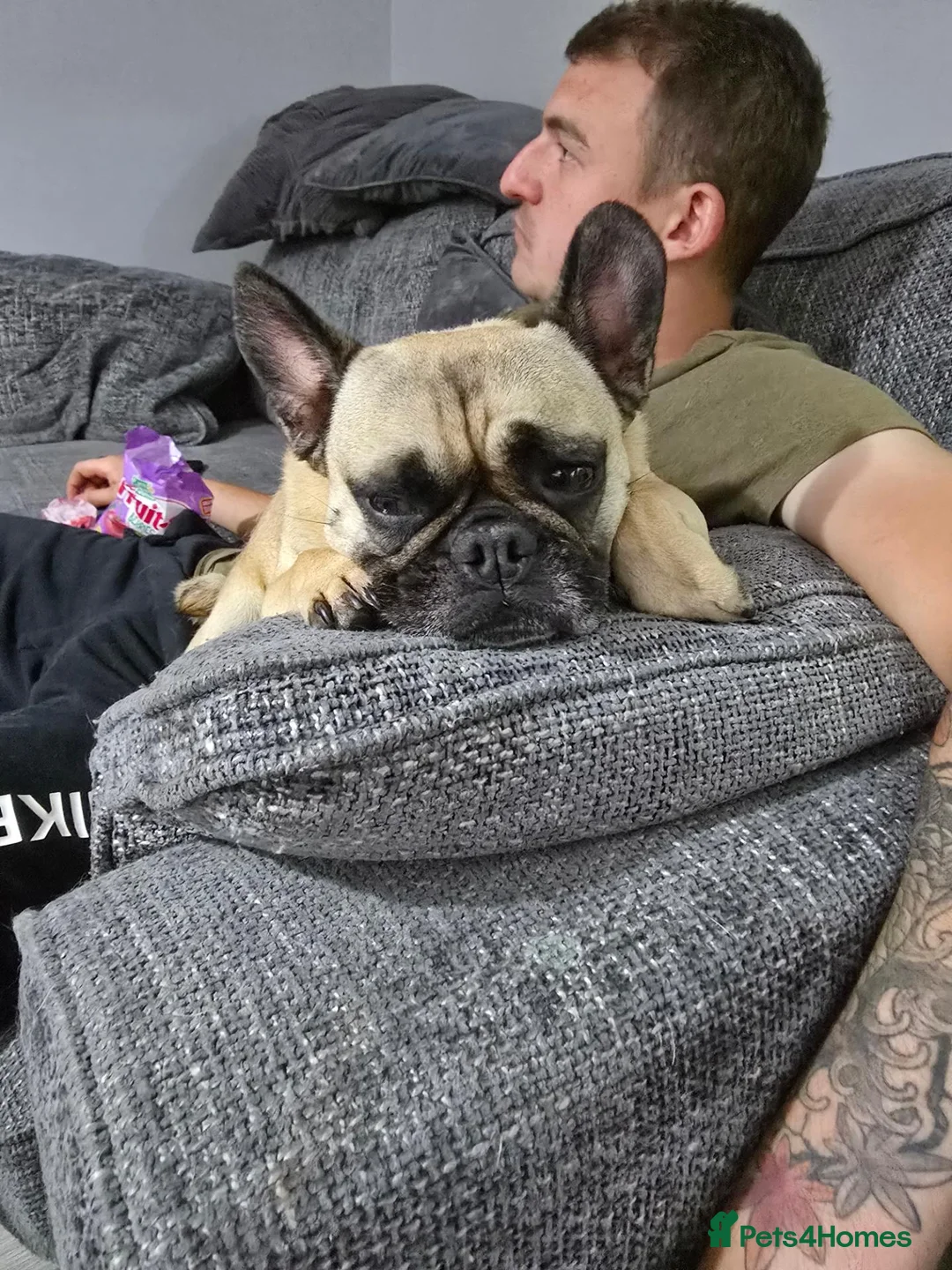 Frug dogs for sale: 4 year old Frug - Advert 1