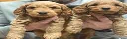 Cockapoo dogs for sale: Cockapoo in Manchester - Advert 2