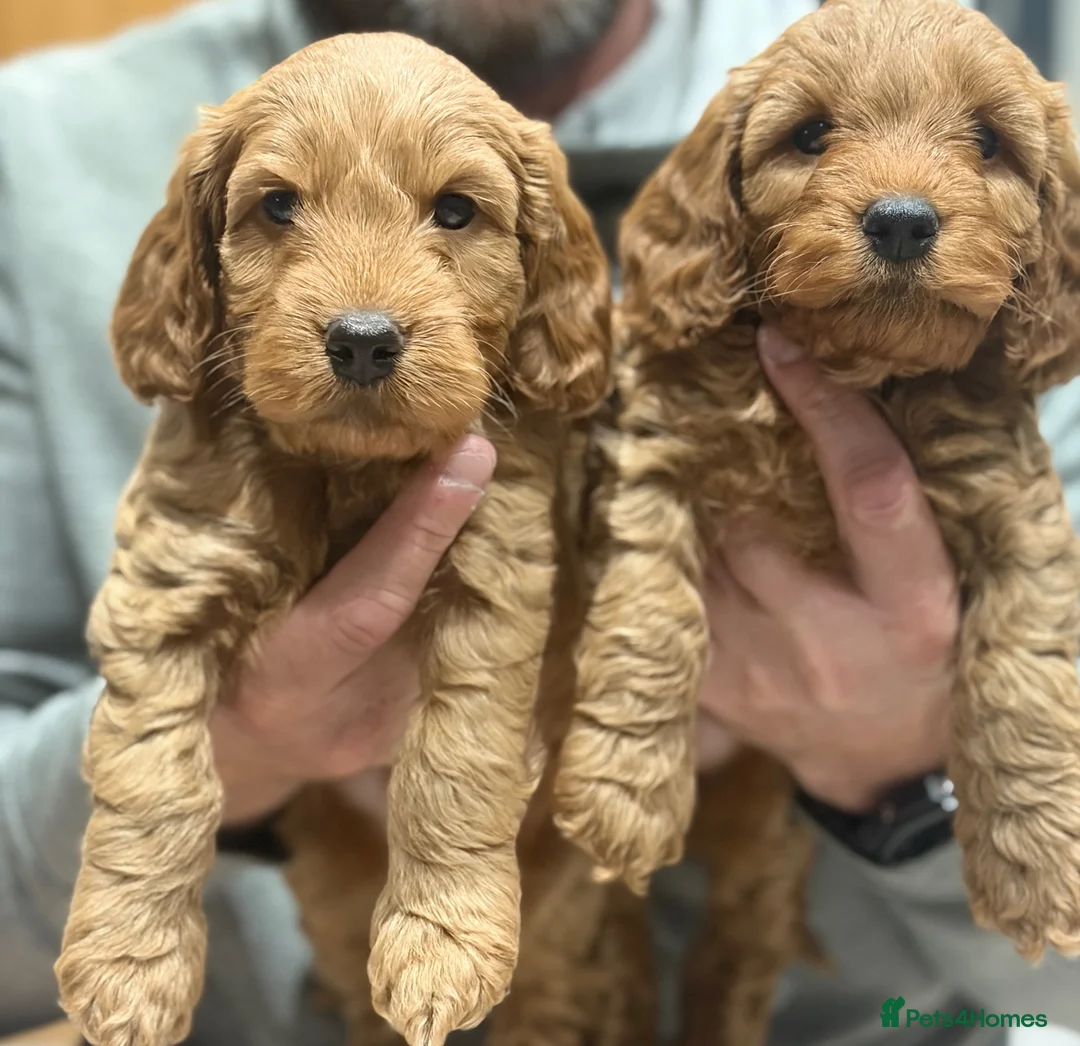 Cockapoo dogs for sale: Cockapoo in Manchester - Advert 2