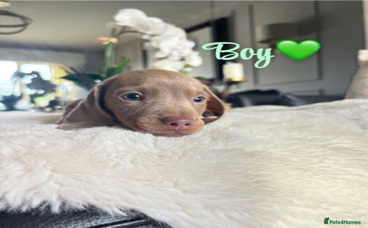 Miniature Dachshund dogs - Advert 1