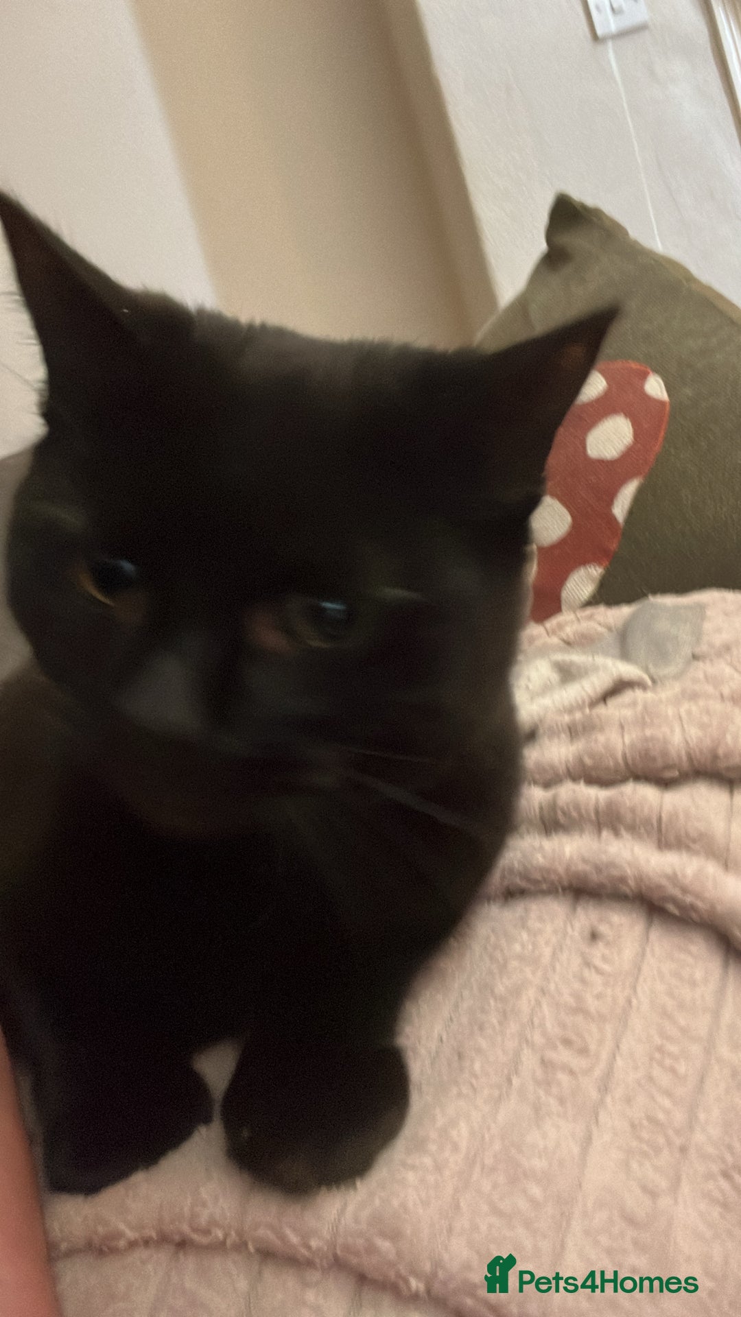 Mixed Breed cats for sale: 2 bonded cats - Advert 4