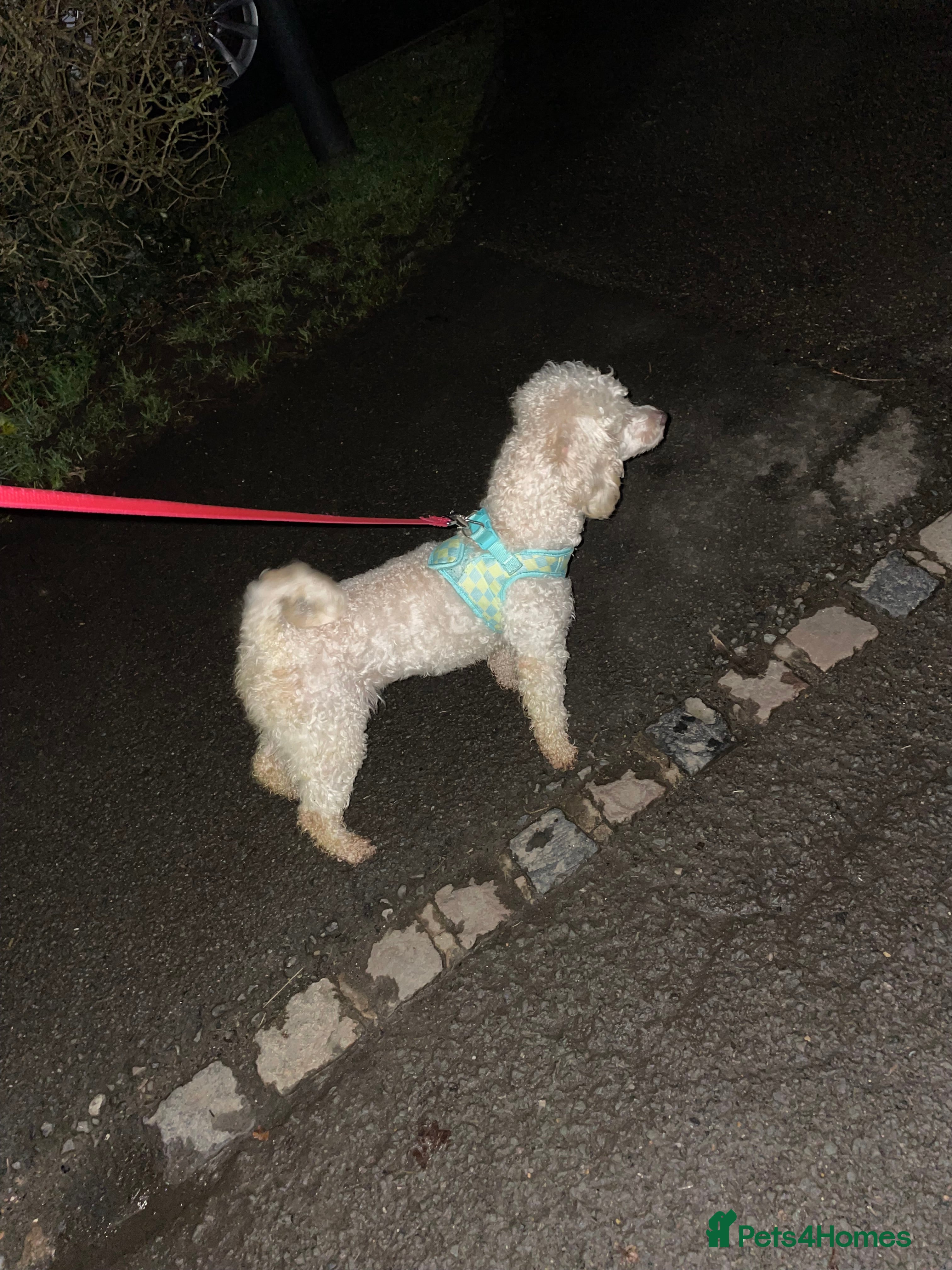 Mixed Breed dogs Toy poodles  - Advert 9