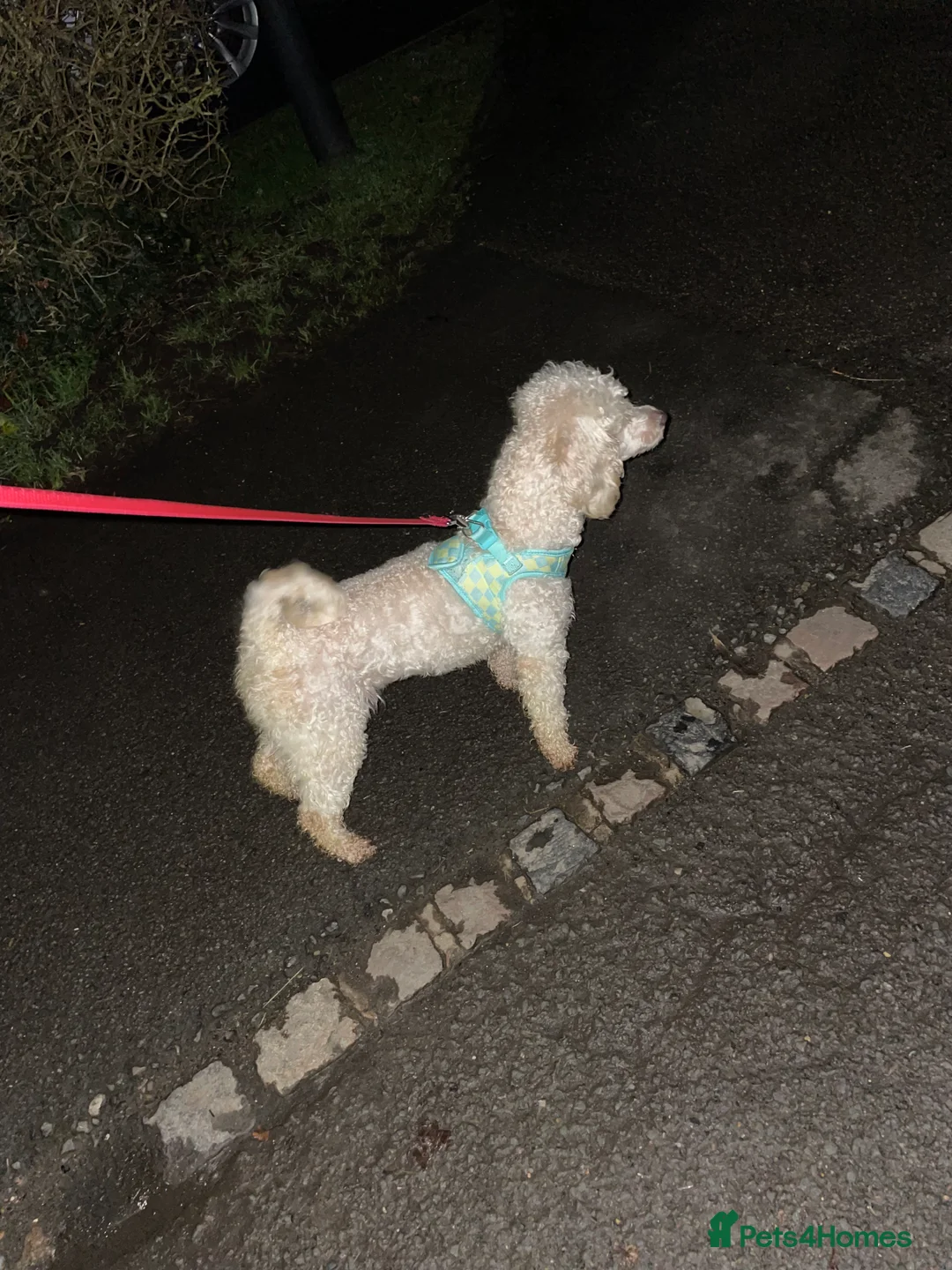 Mixed Breed dogs for sale: Toy poodles  - Advert 1