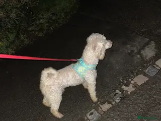 Mixed Breed dogs Toy poodles - Advert 9