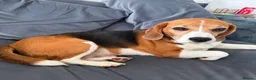 Beagle dogs for sale: Beagle  - Advert 1
