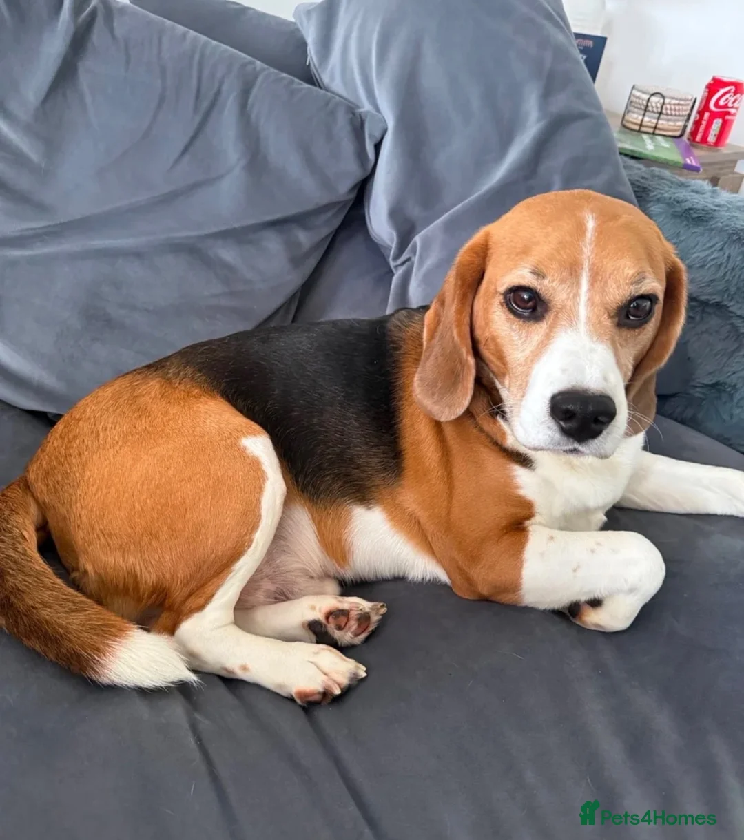 Beagle dogs for sale: Beagle  - Advert 1