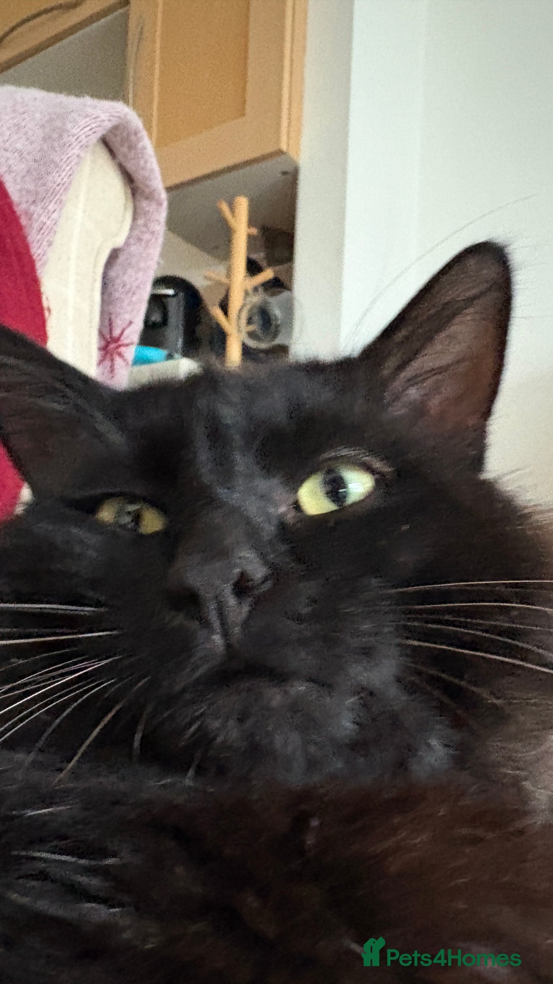 Norwegian Forest Cat cats for sale: Four Year old Norwegian Forest Cat For Sale - Image 7