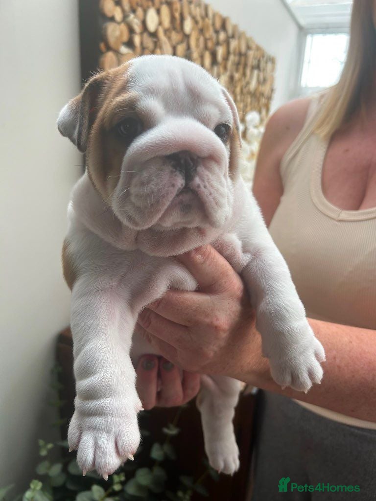 English Bulldog dogs Excellent Pedigree KC Reg British Bulldog Puppies  - Advert 2