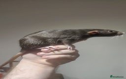 Rat rodents for sale: 2 young female rats need a new home - Image 3