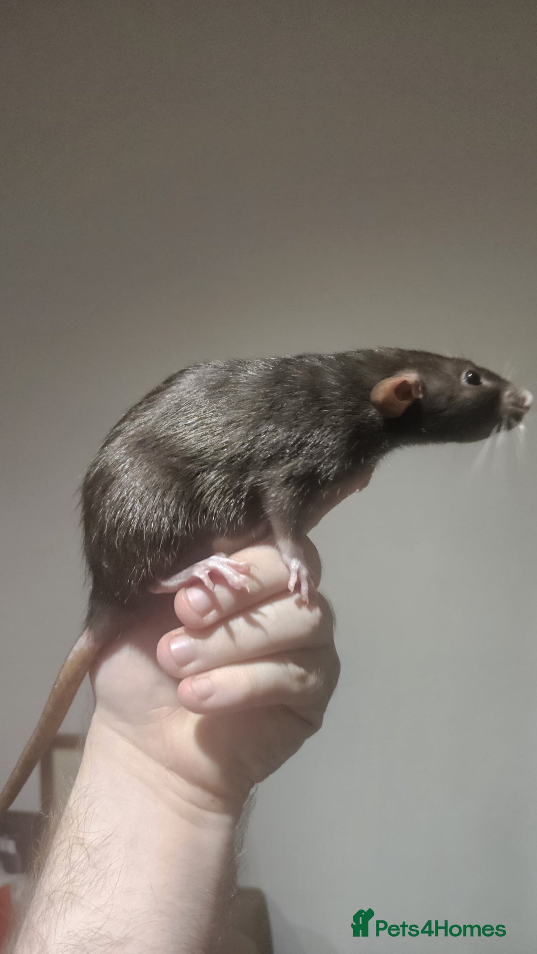 Rat rodents for sale: 2 young female rats need a new home - Image 3