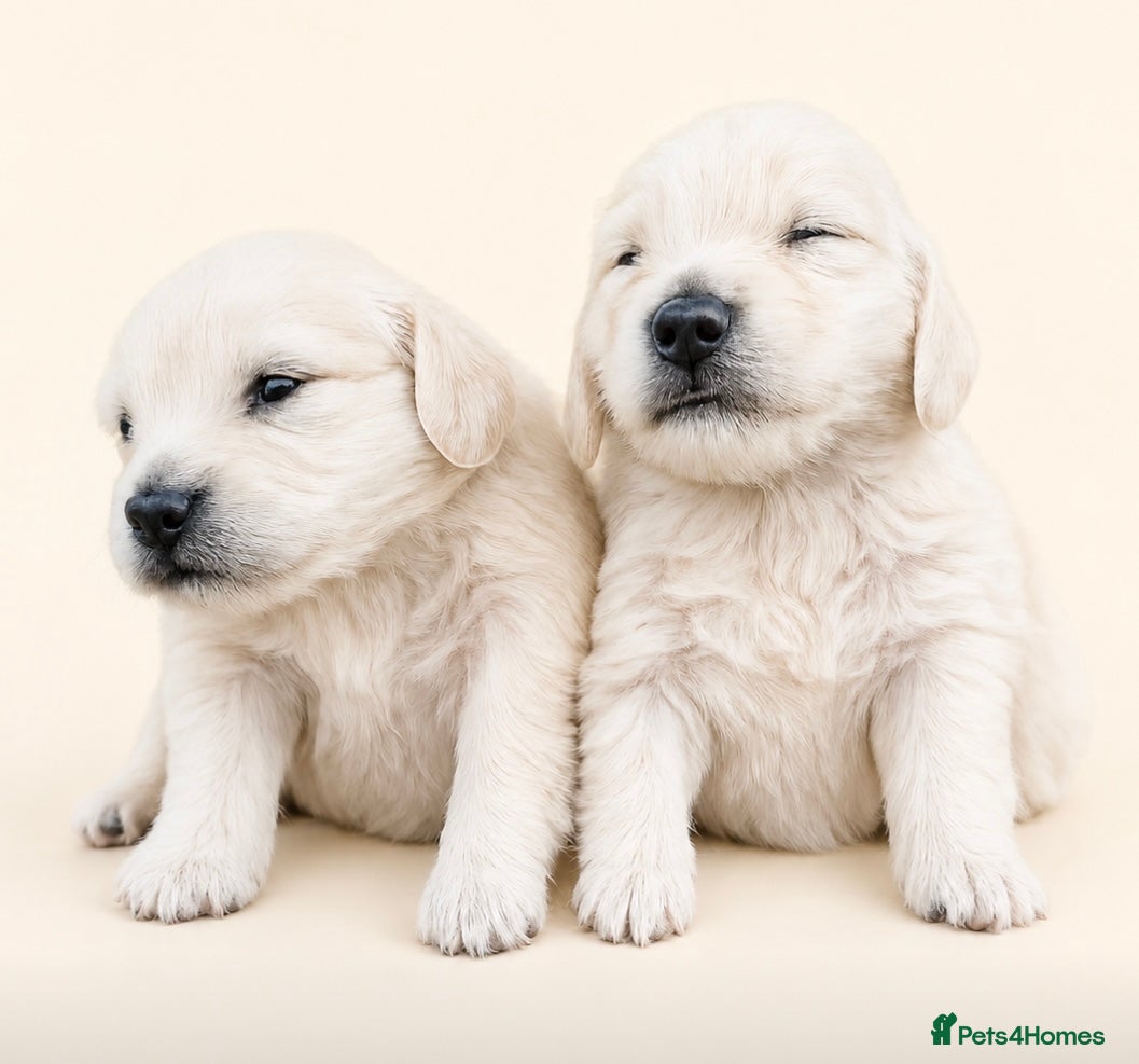 Miniature Dachshund dogs Beautiful Fluffy Dachshund Puppies – KC Registered - Advert 2
