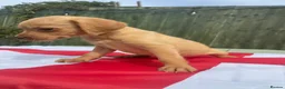 Cockerdor dogs for sale: Cockedor puppies  - Advert 4