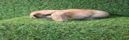 Mini Lop rabbits for sale: MINI LOPS - Advert 3