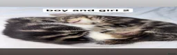 Mixed Breed cats for sale: 3 beautiful kittens - Advert 3