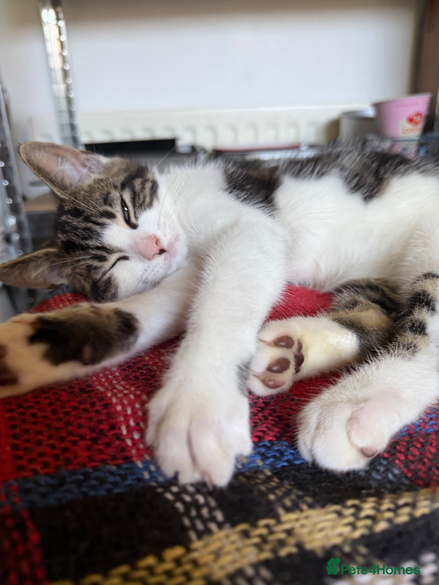 Mixed Breed cats Kevin - Advert 5