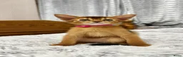 Abyssinian cats for sale: TICA Abyssinian kittens  - Advert 9