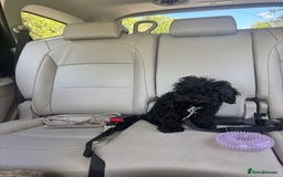 Cavapoo dogs for sale: Cavapoo 4 months old - Image 6